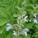 Salvia somaliensis fleur (2)